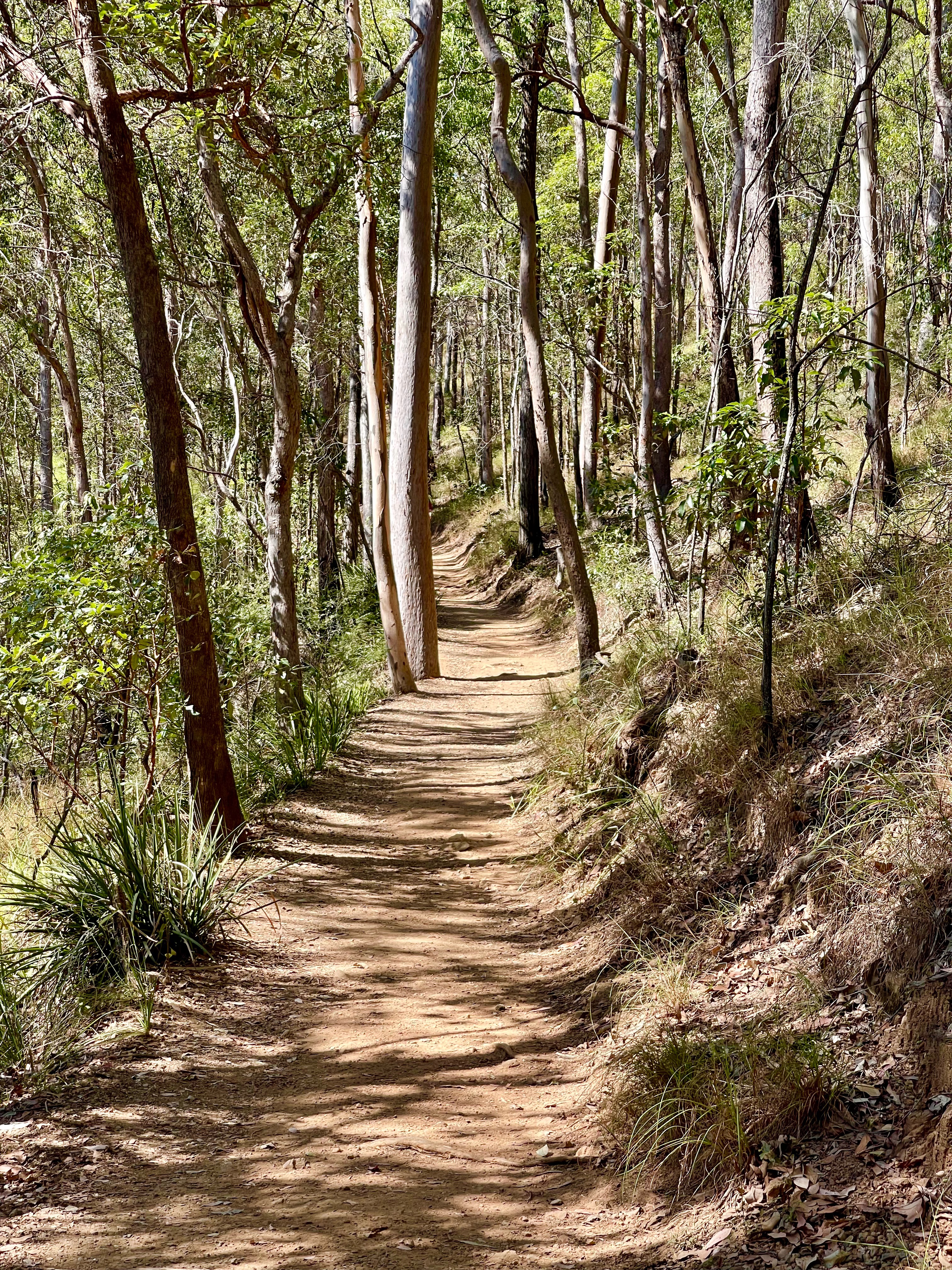 Spring Is Here — The Best Bushwalks Around Brisbane to Do With Friends